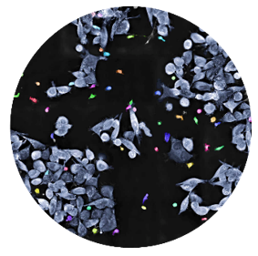 nanolive, 3d cell explorer 96 focus, lve-cell imaging, label-free