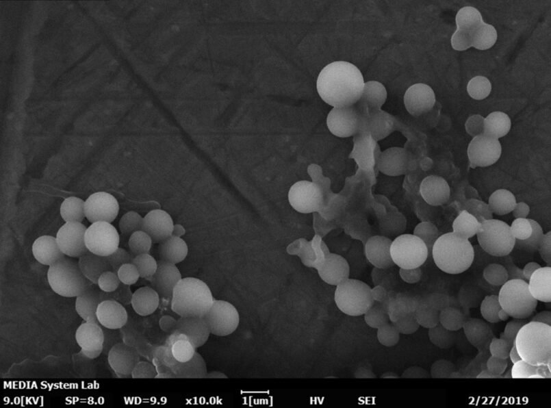 microplastiche polimeri SEM