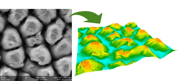 ricostruzione 3D SEM