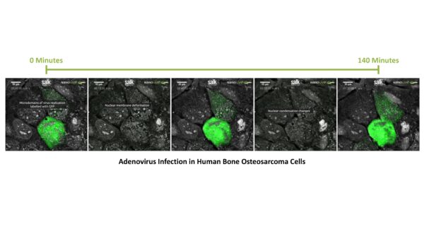 nanolive, live-cell imaging label-free
