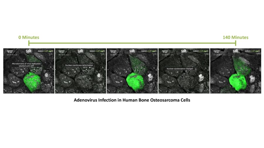 nanolive, live-cell imaging label-free