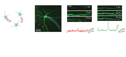 femtosmart resonant, galvo e dual femtonics microscopio a due fotoni