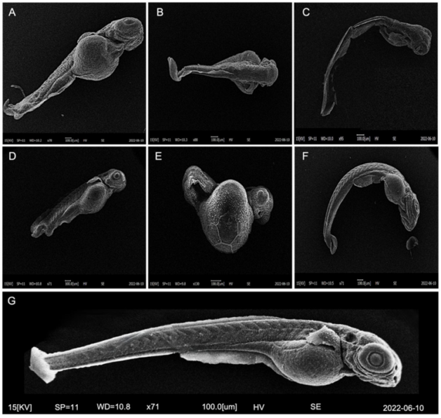 sem microplastiche