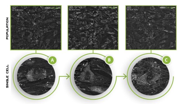anolive, olotomografia, cellule, biotecnologie, biologia, condrociti, in-vitro, imaging, microscopia