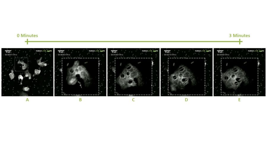 nanolive live imaging