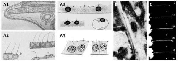 ciglia, biologia, biotecnologie, microscopia, imaging, cellule, invitro, colture cellulari, nucleo, membrana, cellula