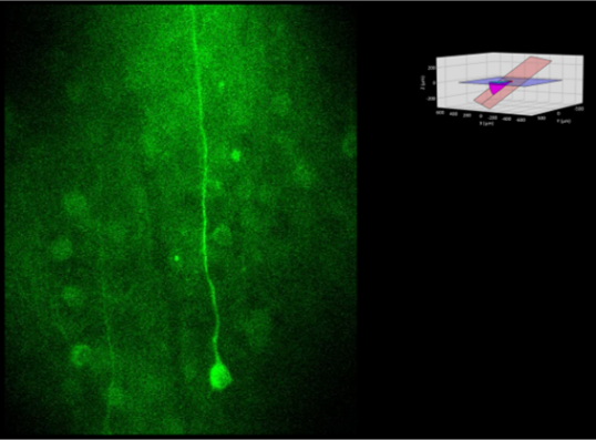 microscopia, biologia, biotecnologie, neuroscienze, femtonics, due fotoni,