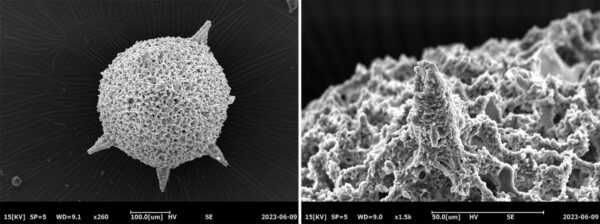 sem, coxem sem compatto, microscopio elettronico a scansione, sem tabletop