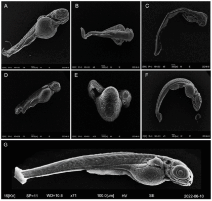 sem microplastiche