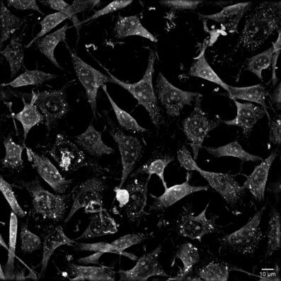 cellule, biologia, biotecnologie, farmaceutica, medicina, nanolive, femtonics, aurox, flim, flim labs
