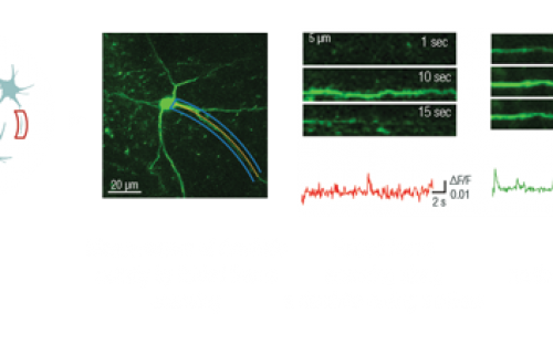 femtosmart resonant, galvo e dual femtonics microscopio a due fotoni